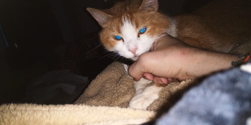 McButt with his blue eyes featured McButt with his blue eyes featured