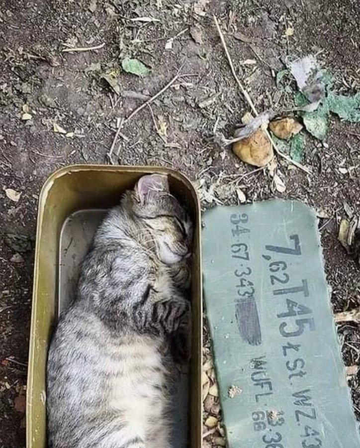 tabby cat sitting in ammo container tabby cat sitting in ammo container