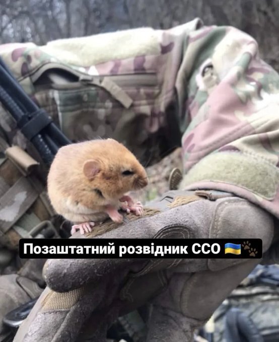 Ukrainian soldier with a hamster, captioned 'freelance scout' Ukrainian soldier with a hamster, captioned 'freelance scout'