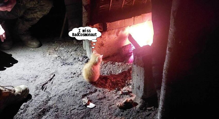 kitten thinking, 'I miss Bad Cosmonaut.' kitten thinking, 'I miss Bad Cosmonaut.'