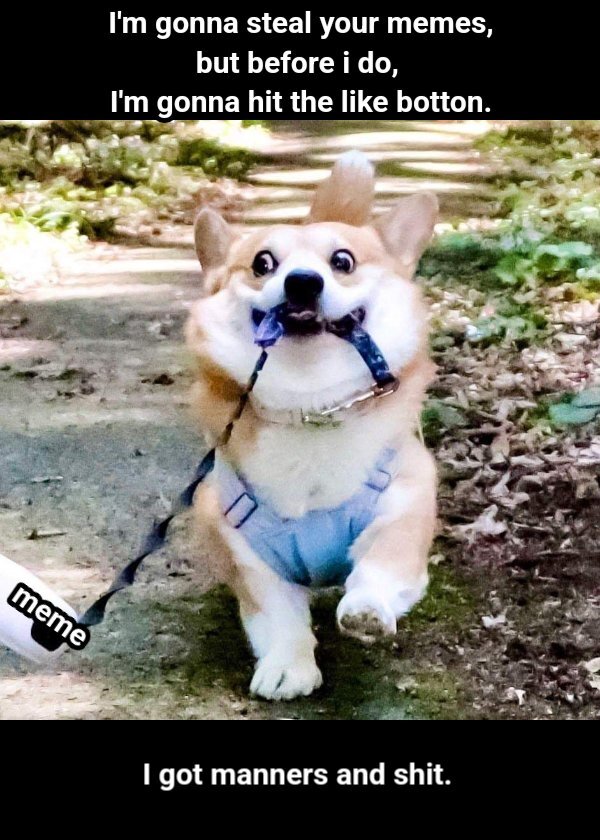 Dog dragging something, captioned 'I'm gonna steal your memes, but before I do, I'm gonna hit the like button. I got manners and shit.'
