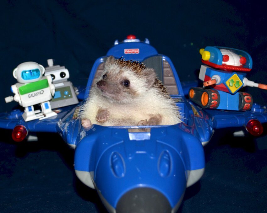 Hedgehog in plastic spacecraft, 'Hedge Five standing by.'