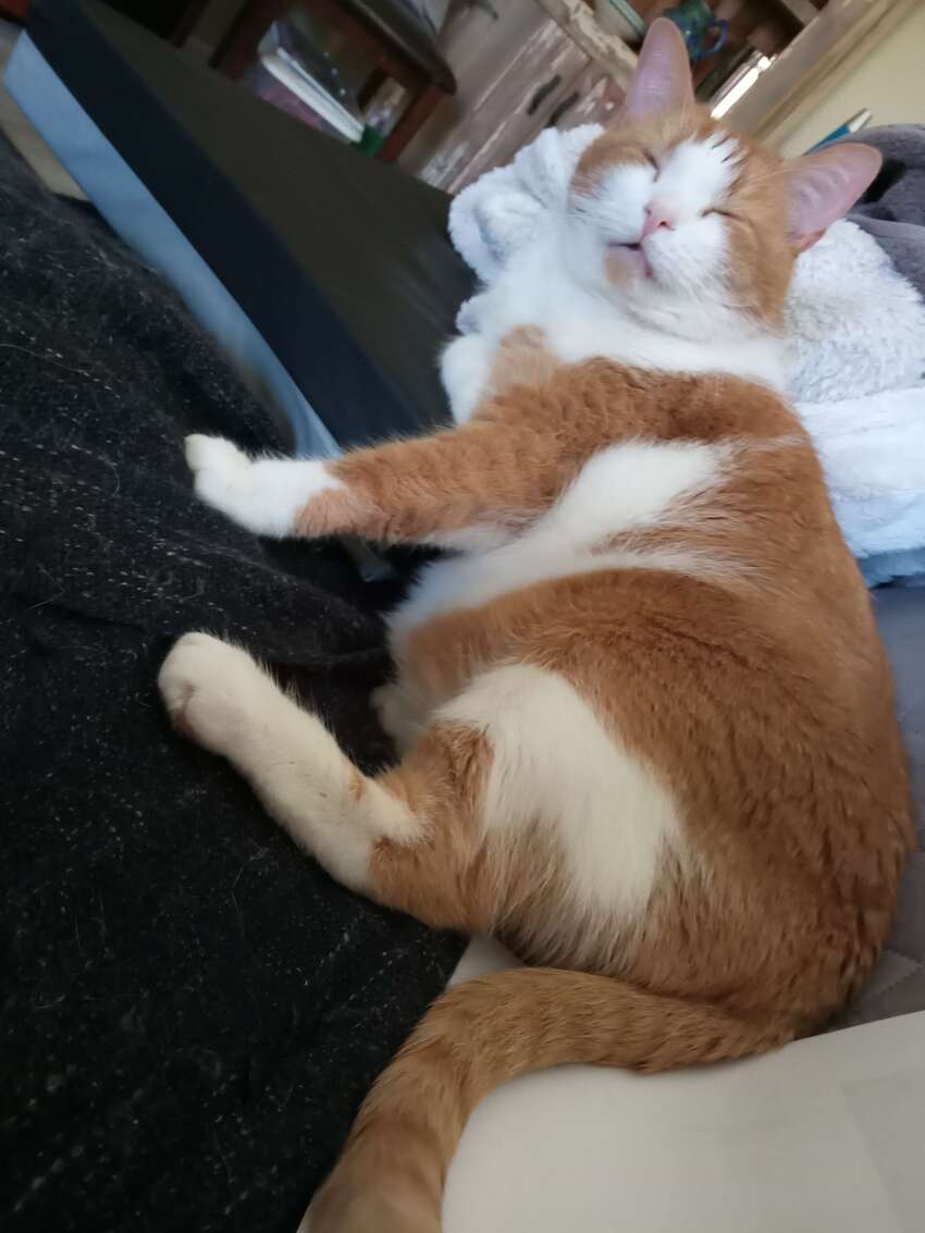 McButt being a huge fuzzy lump.