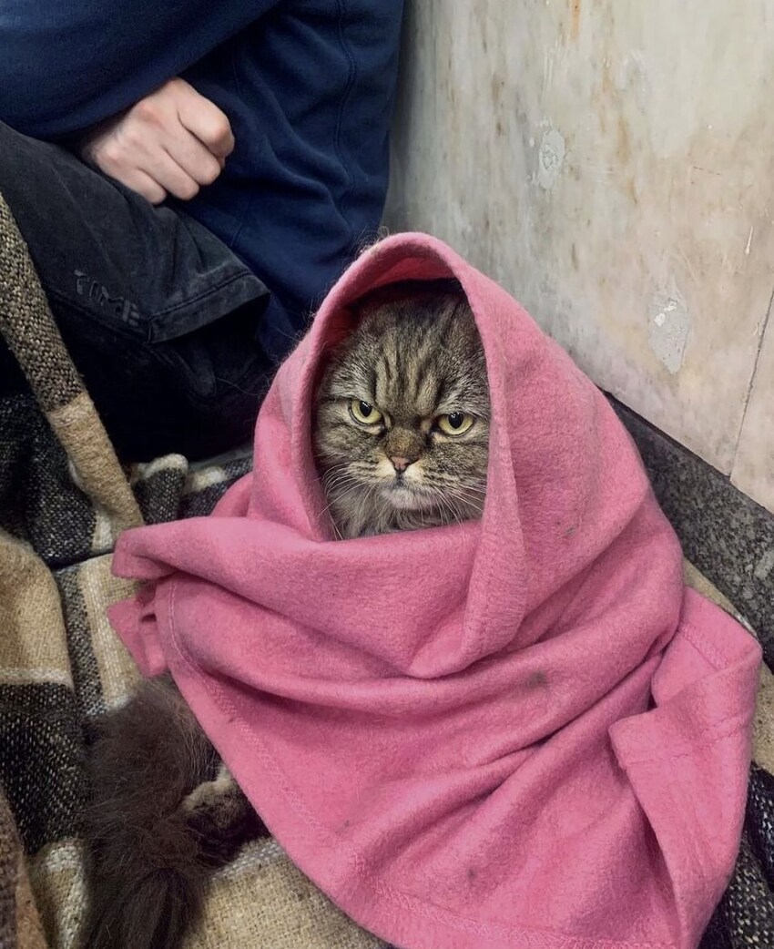 A very annoyed cat Chloe in a Ukrainian subway.