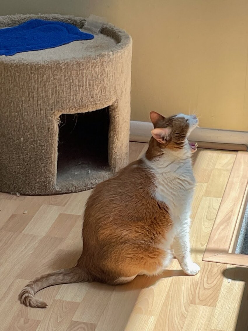 Chonky orange and white cat McButt update, with fangs.