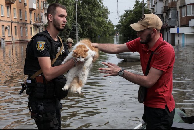 People rescue a large orange and white cat from floodwaters in Kherson.