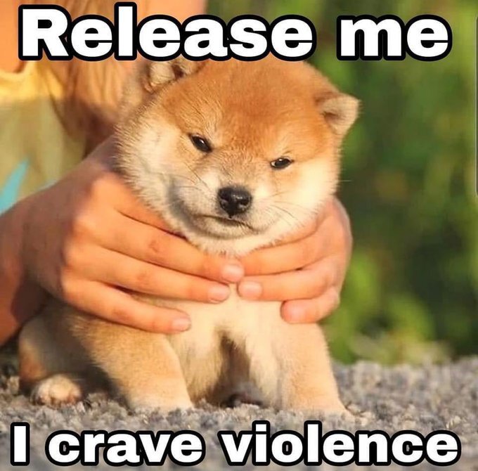 Someone holds tiny Shiba Inu puppy, captioned 'Release me, I crave violence.'