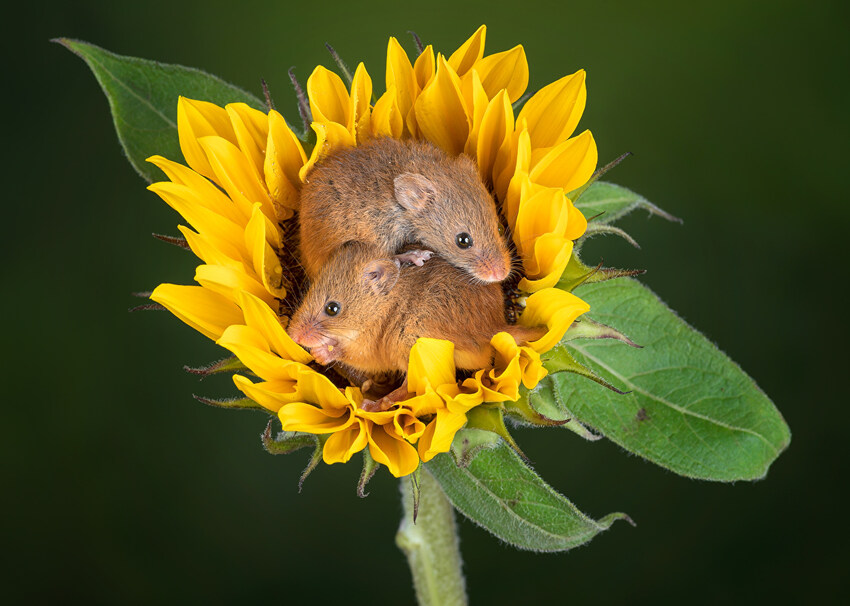 Mice sitting in a sunflower.