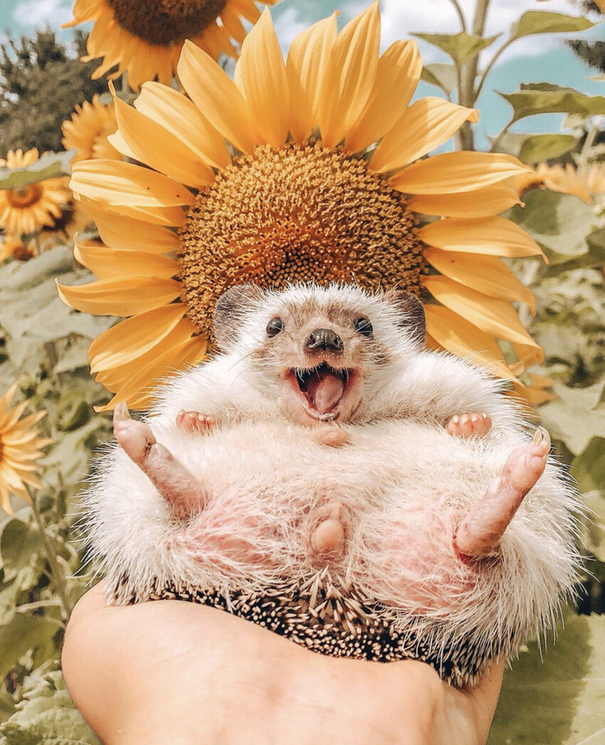 Hedgehog sitting in a sunflower.