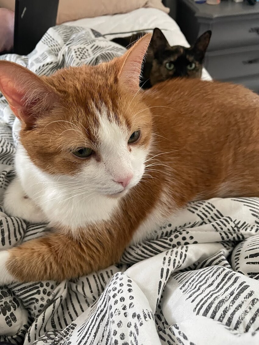 Big fluffy orange and white cat McButt, with bonus tortoiseshell Lucy in background.