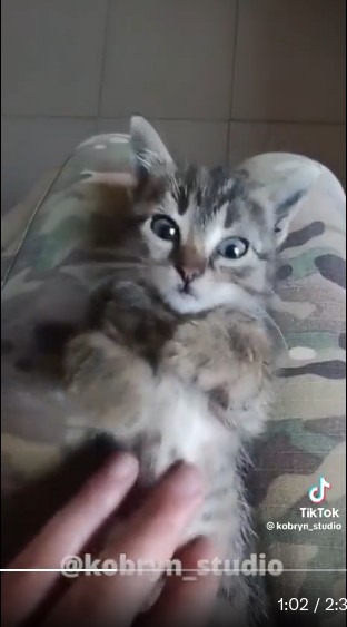 Still from TikTok video where Ukrainian soldiers play with animals.
