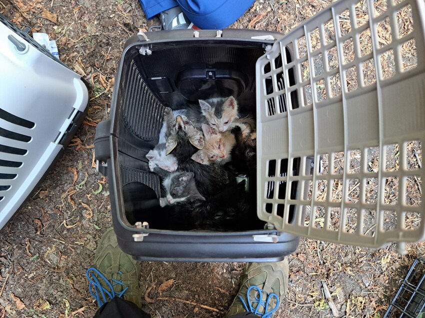 A carrier full of kittens in Ukraine.