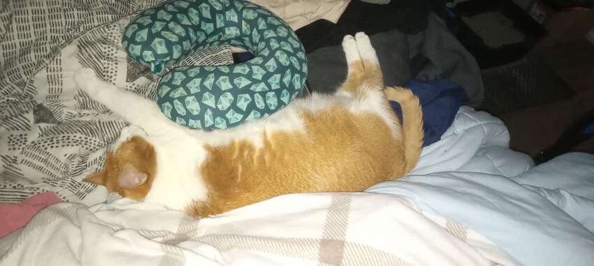 McButt update, him big fuzzy boi.