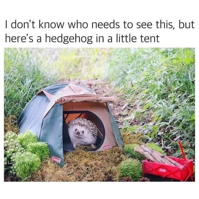 I don't know who needs to see this, but here's a hedgehog in a little tent. (Picture of a hedgehog in a small tent.)