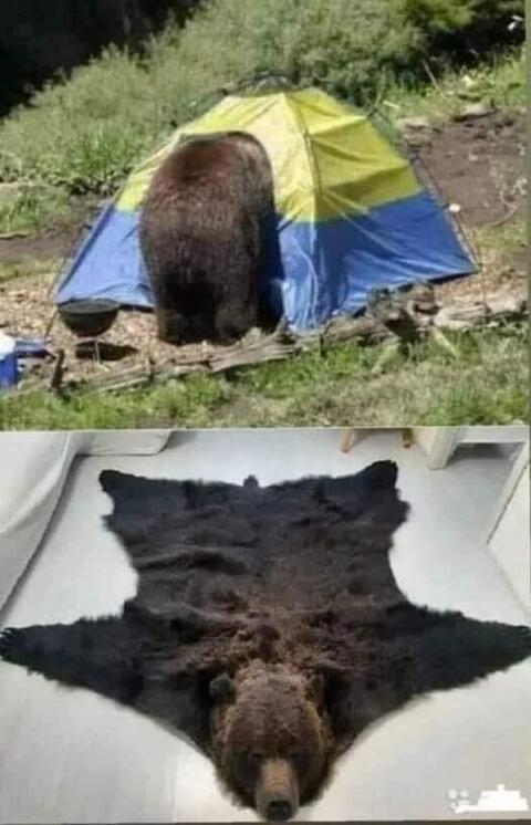 A bear pokes its nose into a tent that looks like the Ukrainian flag, then the bear has been turned into a bearskin rug.