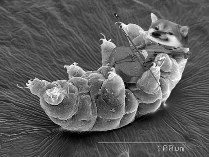 A tardigrade with a fella head plays a tiny violin.