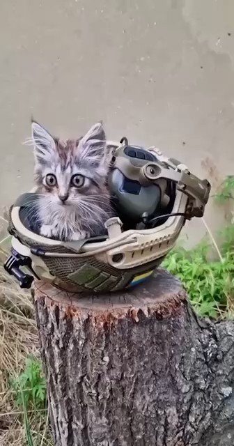 Ukraine has a new ally: A kitten in a helmet.