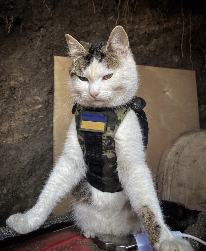 A cat in a Ukrainian vest who looks very upset.