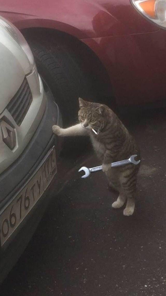 Cat with wrench and cigarette seems to be working on a car.