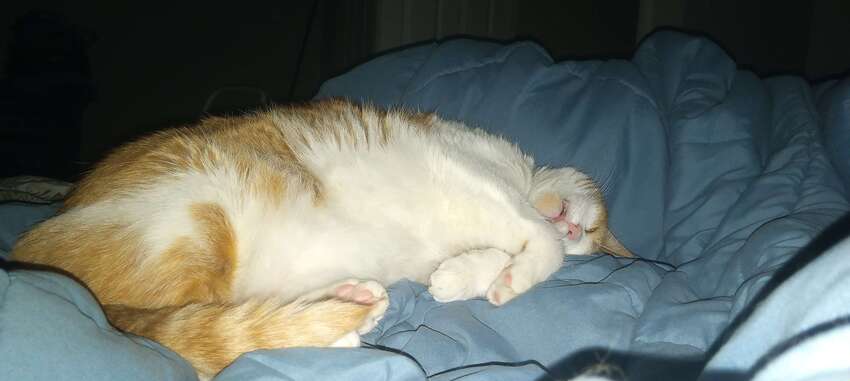 Big fuzzy orange and white cat McButt sleeping.