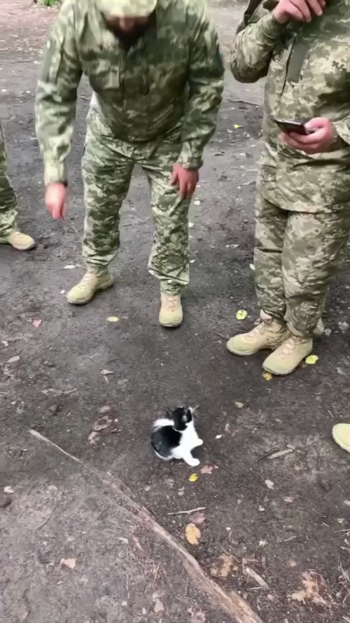 Ukrainian soldiers playing with a tuxedo kitten.
