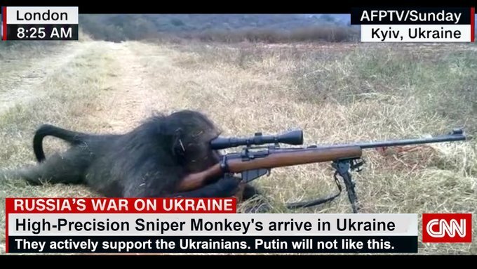 High-precision sniper monkeys arrive in Ukraine. They actively support the Ukrainians. Putin will not like this. (Monkey with a rifle.)