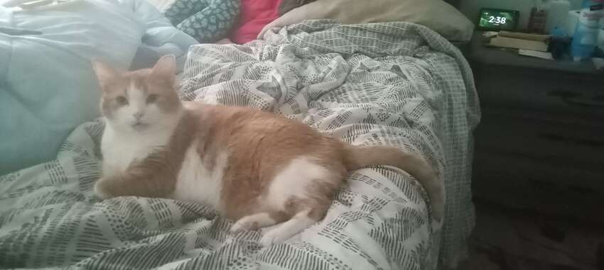 Fuzzy orange and white cat McButt.