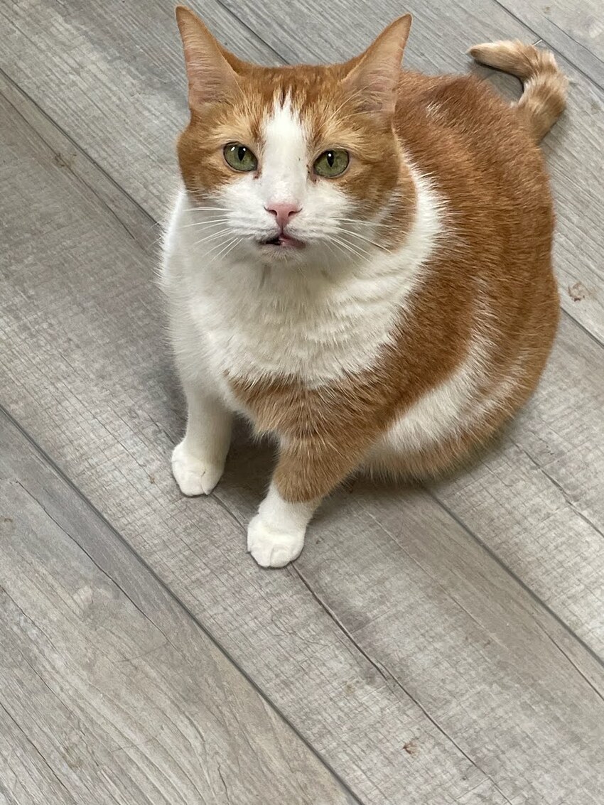 Big fuzzy orange and white cat McButt update.
