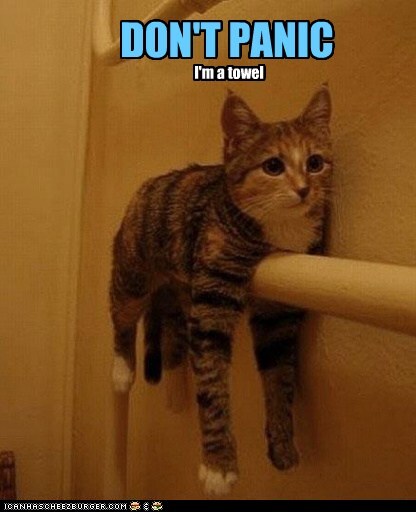 Cat sitting on towel rack, captioned 'Don't panic, I'm a towel.'