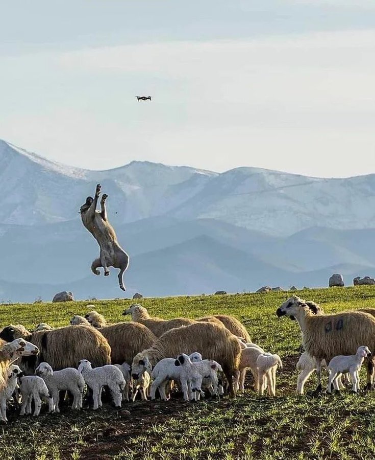 A Turkish dog jumps very high to try to attack a drone.