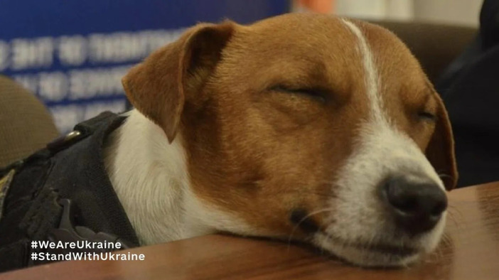 Mine-clearing dog Patron sleeping.