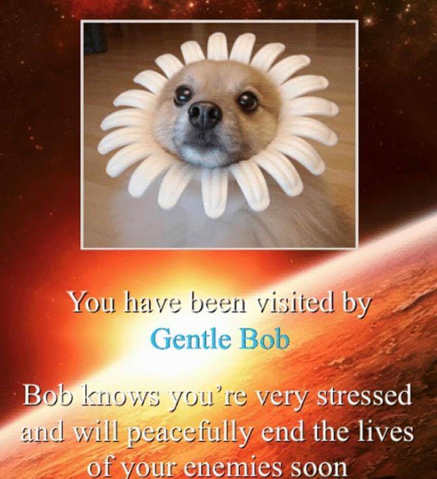 Dog with head inside a flower, captioned 'You have been visited by Gentle Bob. Bob knows you're very stressed and will peacefully end the lives of your enemies soon.'