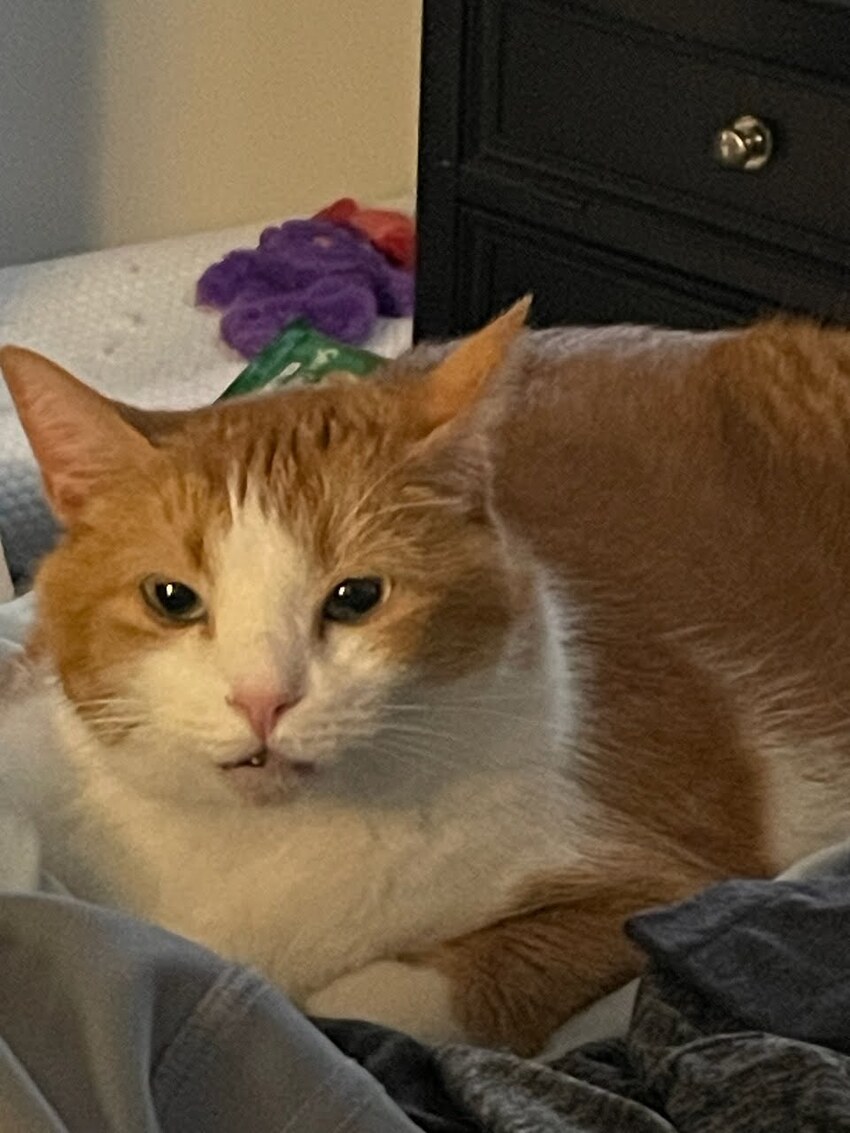 Picture of big fuzzy orange and white cat McButt.