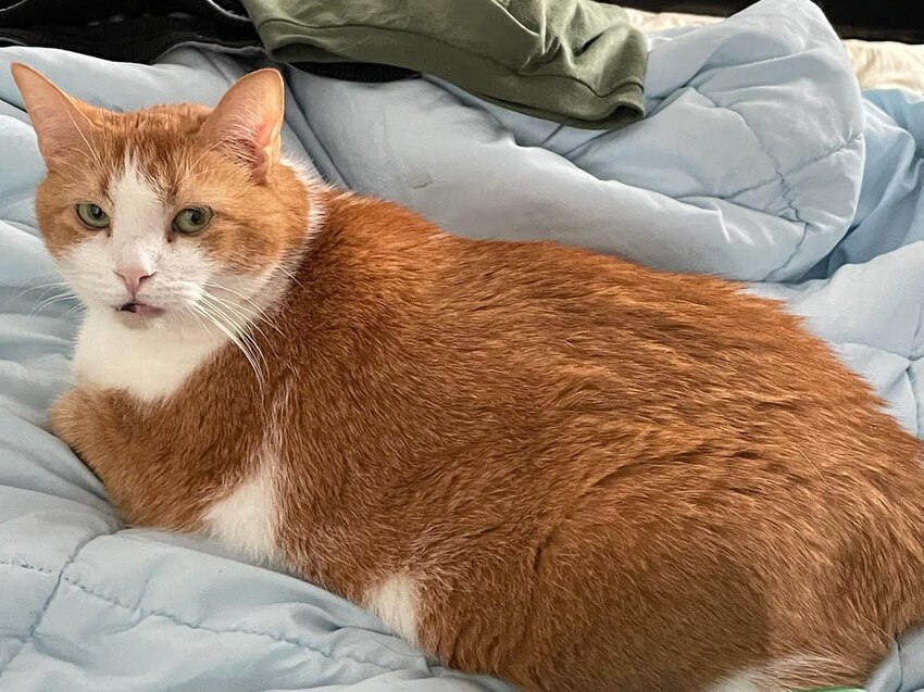 Chonky orange and white cat McButt update.