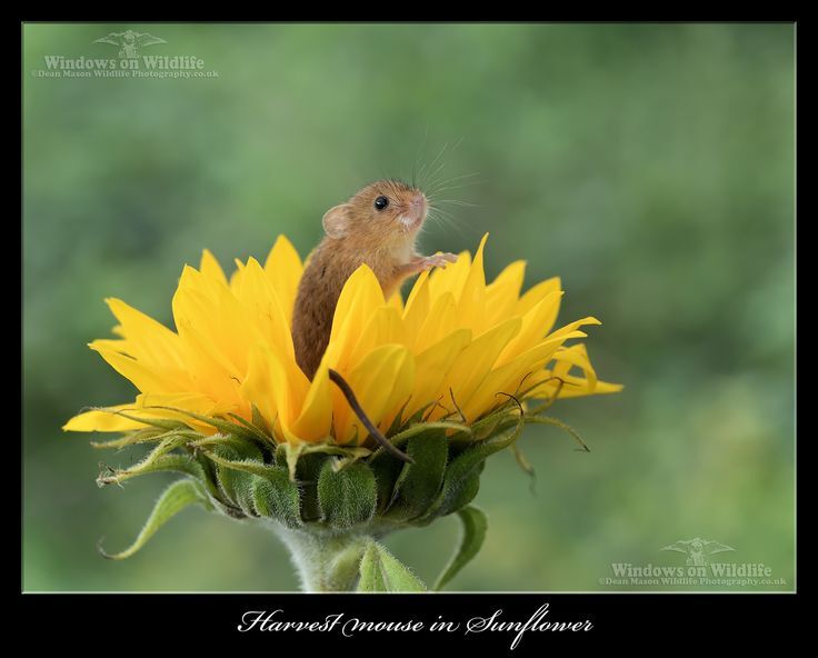 A sunflower with a mouse in it.