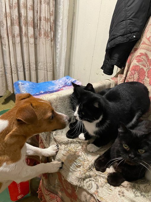 Ukrainian demining dog Patron meets 3 cats.