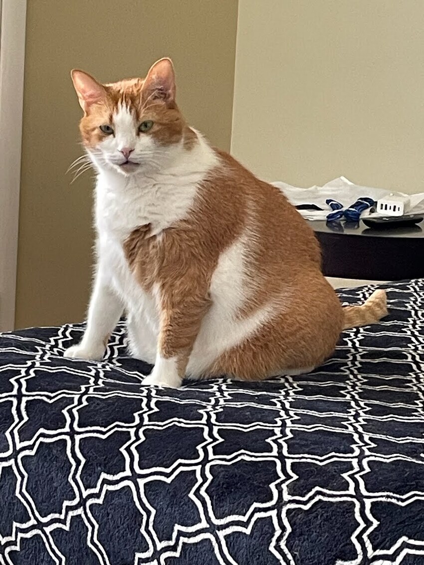 The McButt Update for 2023-10-24.