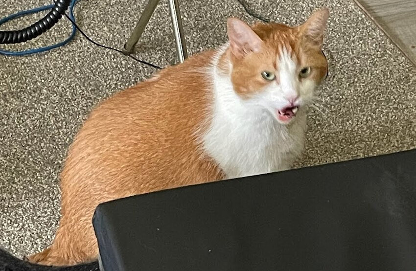 Big fuzzy orange and white cat McButt.