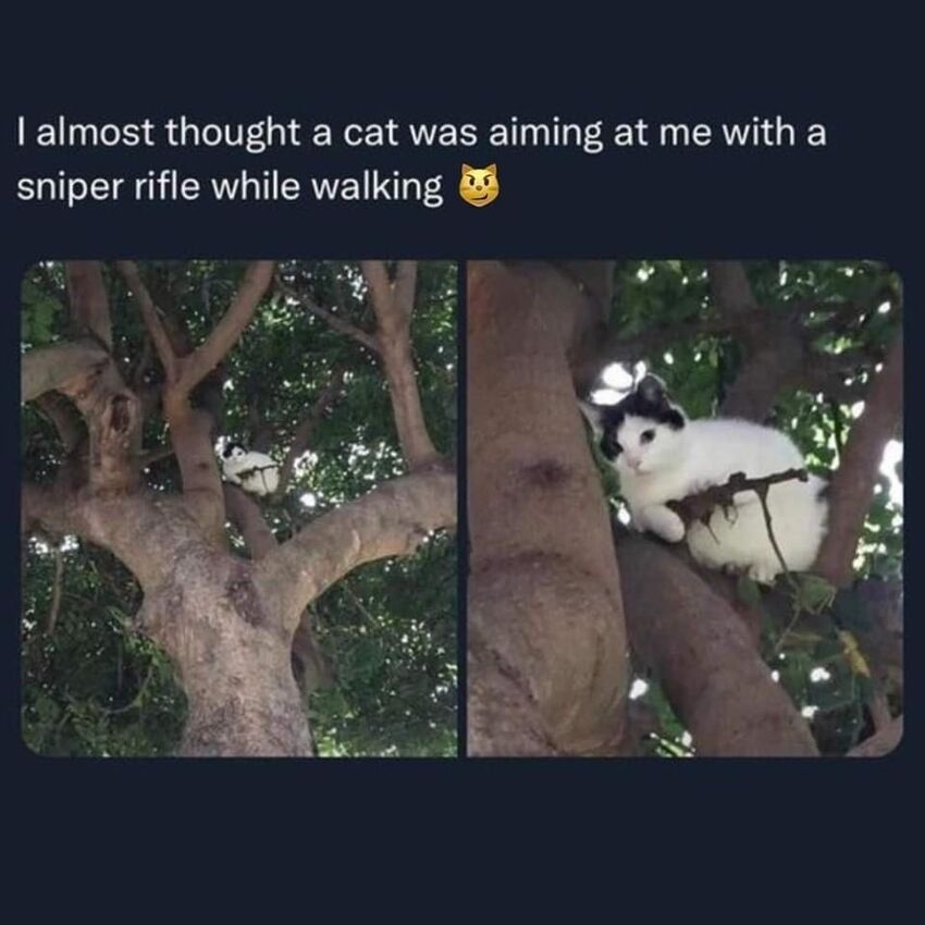 Cat in tree near branch, I almost throught a cat was aiming at me with a sniper rifle while walking.