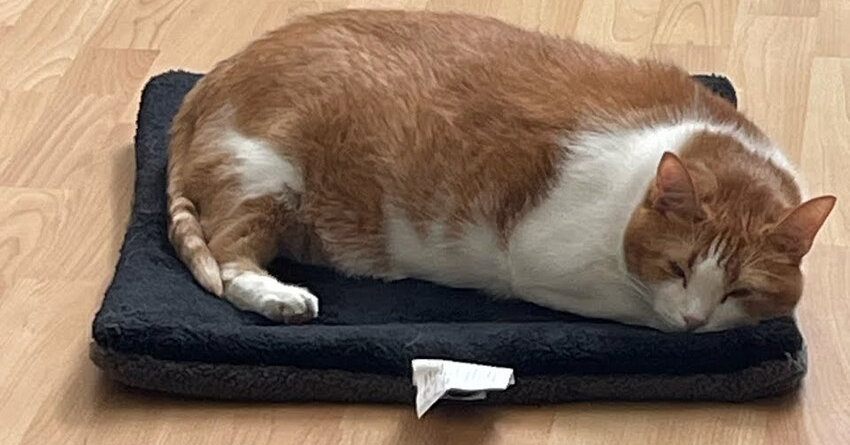 Big floofy orange and white cat McButt asleep on a cushion.