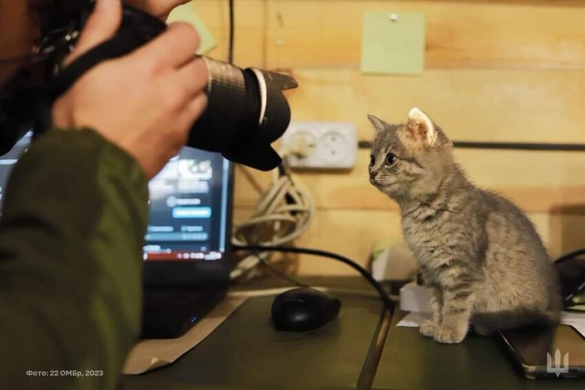 Ukrainian photographer takes picture of small gray kitten.