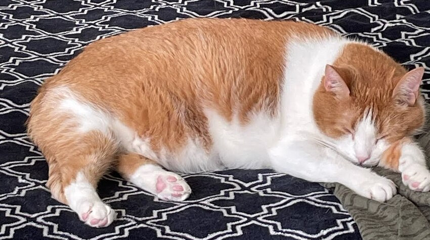 Big fuzzy orange and white cat McButt sitting on a bed.