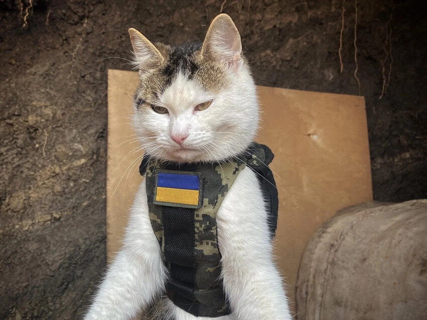 Ukraine's secret weapon: Cats
