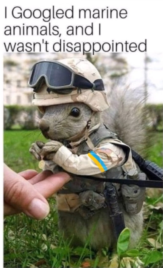 I googled marine animals, and I wasn't disappointed (taxidermied squirrel dressed as a Marine)