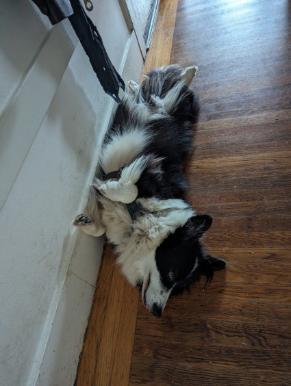 Mr. Adventure, black and white dog, zonked out on the floor.