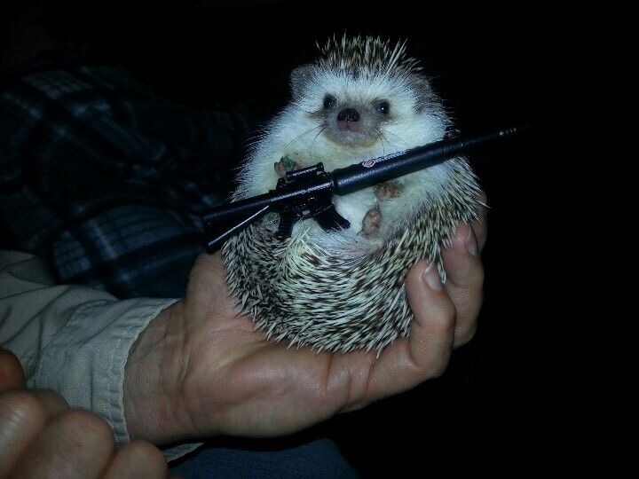A hedgehog sitting in someone's hand with a toy rifle.