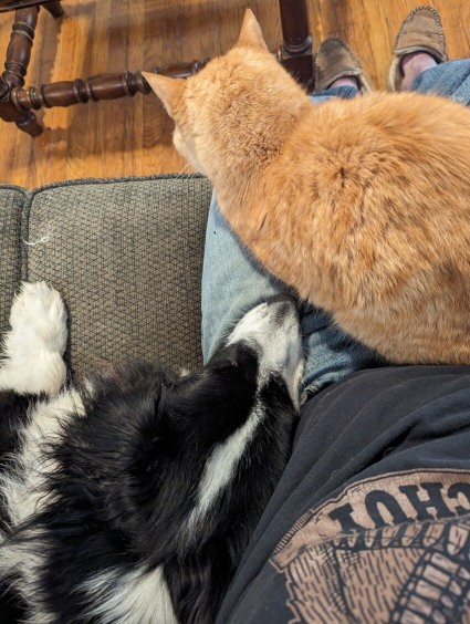 Mr. Adventure and Cheeto lying on the couch.