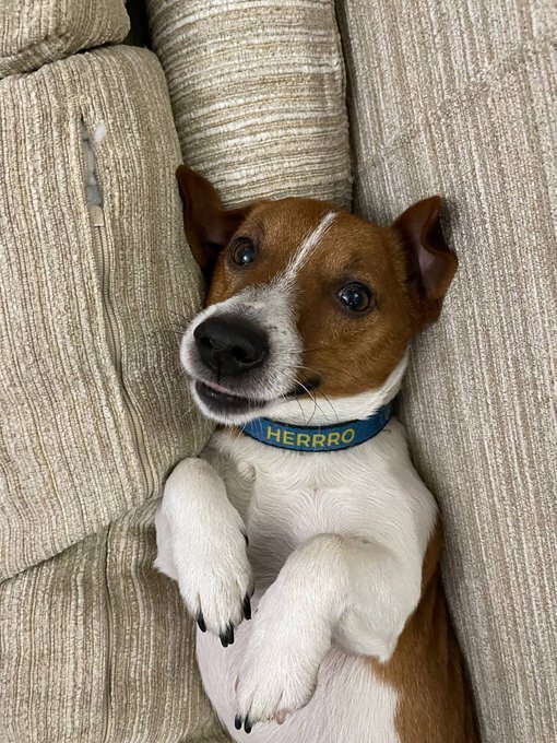 Ukrainian demining dog Patron on a sofa.