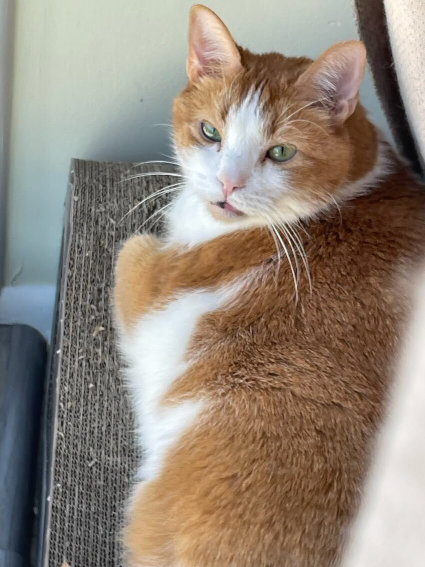 Big fluffy orange and white cat McButt.