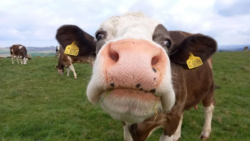 Photo of a cow looking quizzical.